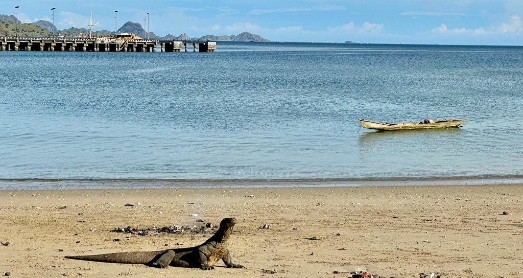 Komodo Dragon on a beach in Indonesia