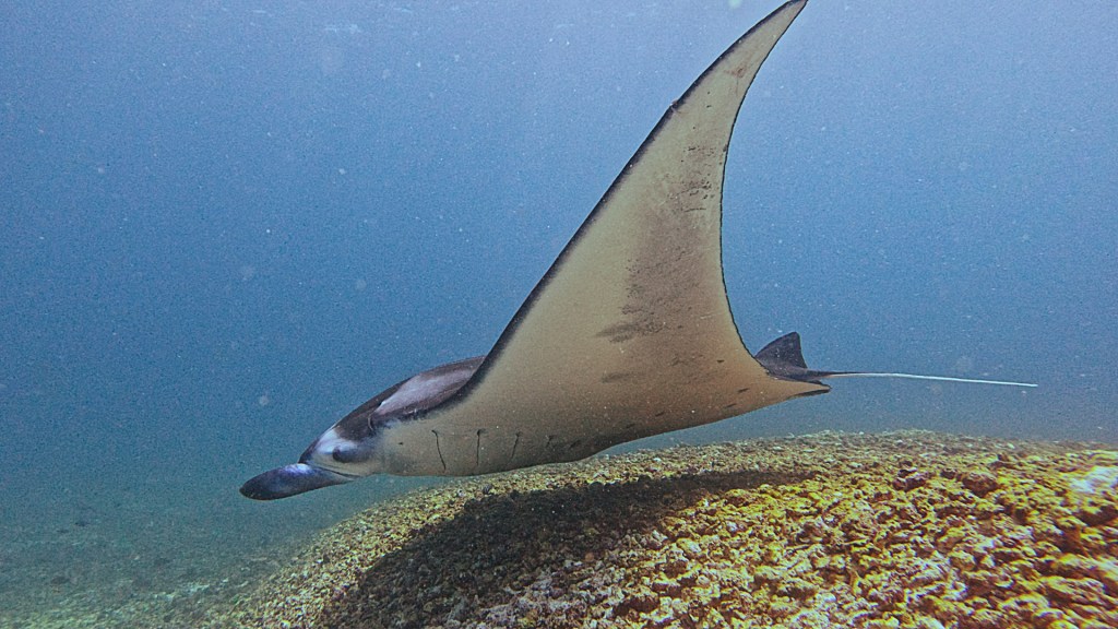 Manta ray swimming in Komodo National Park
