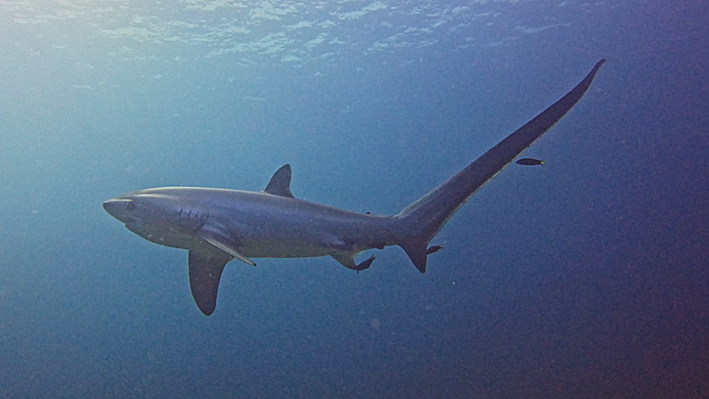 Thresher shark swimming at Kimud Shoal, Malapascua Philippines